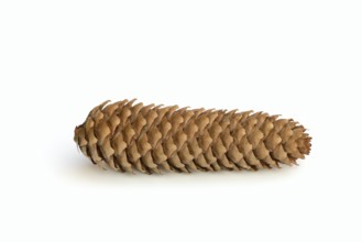European spruce (Picea abies), cones against a white background