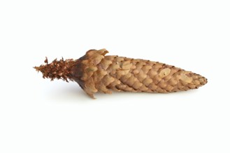 European spruce (Picea abies), cones gnawed by a squirrel (Sciurus vulgaris) against a white