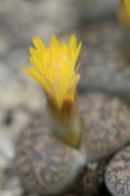 Pebble Plants (Lithops turbiniformis), flower, occurring in southern Africa