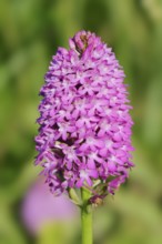 Pyramidal dogbane (Anacamptis pyramidalis), flowering, Normandy, France