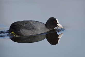 Eurasian Coot (Fulica atra) swimming, North Rhine-Westphalia, Germany