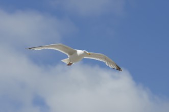 Herring Gull (Larus argentatus) in flight, Normandy, France