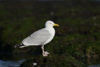 Herring Gull (Larus argentatus) standing on a rock on the coast, Normandy, France
