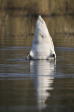 Mute swan (Cygnus olor) basking, North Rhine-Westphalia, Germany