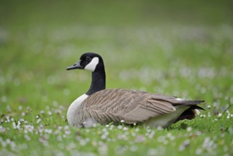 Canada goose (Branta canadensis) sitting in a meadow, North Rhine-Westphalia, Germany