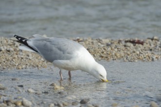 Herring Gull (Larus argentatus) drinking, Normandy, France