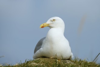 Herring Gull (Larus argentatus), Normandy, France