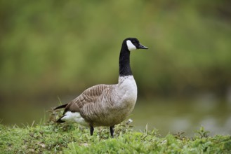 Canada goose (Branta canadensis), North Rhine-Westphalia, Germany