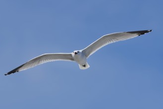 Audouin's Gull (Ichthyaetus audouinii, Larus audouinii) flying, Majorca, Balearic Islands, Spain