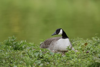 Canada goose (Branta canadensis) breeding on the nest, North Rhine-Westphalia, Germany