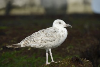 Herring Gull (Larus argentatus), immature, Normandy, France