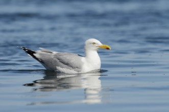 Herring Gull (Larus argentatus) swimming, Normandy, France