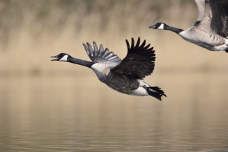 Canada geese (Branta canadensis) flying, North Rhine-Westphalia, Germany