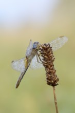 Scarlet Dragonfly (Crocothemis erythraea), female with dewdrops, North Rhine-Westphalia, Germany