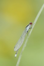 Red-eyed Damselfly (Erythromma najas), male, North Rhine-Westphalia, Germany