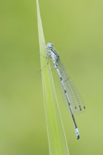 Horseshoe Damselfly (Coenagrion puella), male, North Rhine-Westphalia, Germany