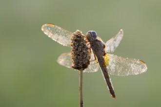 Scarlet Dragonfly (Crocothemis erythraea), female in backlight, North Rhine-Westphalia, Germany