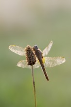 Scarlet Dragonfly (Crocothemis erythraea), female in backlight, North Rhine-Westphalia, Germany