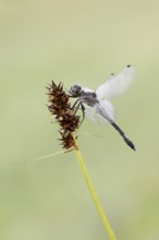 Black Darter (Sympetrum danae), male, North Rhine-Westphalia, Germany