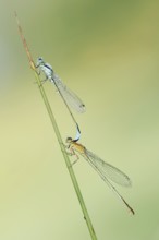 Blue-tailed damselfly (Ischnura elegans), male and female, North Rhine-Westphalia, Germany