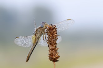 Scarlet Dragonfly (Crocothemis erythraea), female with dewdrops, North Rhine-Westphalia, Germany