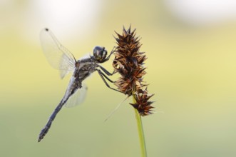 Black Darter (Sympetrum danae), male, North Rhine-Westphalia, Germany