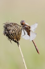 Vagrant darter (Sympetrum vulgatum), male, North Rhine-Westphalia, Germany