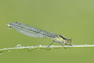 Red-eyed Damselfly (Erythromma najas), female with dewdrops, North Rhine-Westphalia, Germany