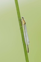 Blue-tailed damselfly (Ischnura elegans), female with dewdrops, North Rhine-Westphalia, Germany