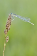 White-legged damselfly or common damselfly (Platycnemis pennipes), female, North Rhine-Westphalia,