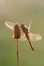 Scarlet Dragonfly (Crocothemis erythraea), female against the light at sunrise, North