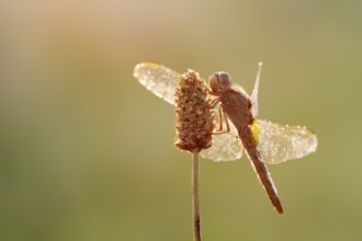 Scarlet Dragonfly (Crocothemis erythraea), female against the light at sunrise, North