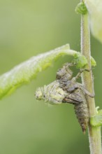 Black-tailed Skimmer (Orthetrum cancellatum), hatch, larva, dragonfly larva, North