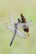 Black-tailed Skimmer (Orthetrum cancellatum), female with dewdrops, North Rhine-Westphalia, Germany