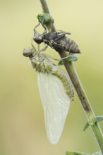 Black-tailed Skimmer (Orthetrum cancellatum), freshly hatched with exuvia, North Rhine-Westphalia,