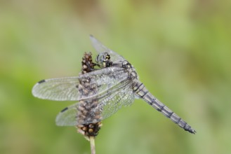 Black-tailed Skimmer (Orthetrum cancellatum), female with dewdrops, North Rhine-Westphalia, Germany