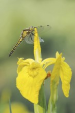 Black-tailed Skimmer (Orthetrum cancellatum), female on the flower of a marsh iris (Iris