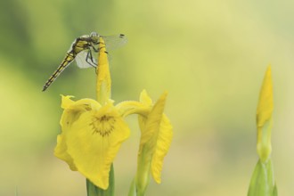 Black-tailed Skimmer (Orthetrum cancellatum), female on the flower of a marsh iris (Iris