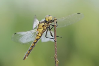 Black-tailed Skimmer (Orthetrum cancellatum), female, North Rhine-Westphalia, Germany