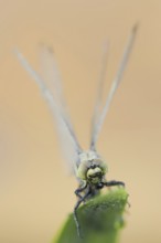 Black-tailed Skimmer (Orthetrum cancellatum), female, North Rhine-Westphalia, Germany