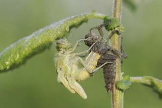 Black-tailed Skimmer (Orthetrum cancellatum), hatch, larva, dragonfly larva, North