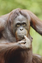 Bornean orangutan (Pongo pygmaeus), female, captive, occurring on Borneo
