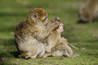 Barbary macaque or magot (Macaca sylvanus), female with young animal grooming, captive, occurring