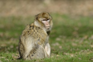 Barbary macaque or magot (Macaca sylvanus), captive, occurring in Morocco, Algeria and Gibraltar