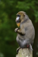 Mandrill (Mandrillus sphinx), female, endangered species, captive, occurrence in Central Africa