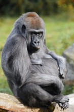 Western lowland gorilla (Gorilla gorilla gorilla), female, captive, native to Africa