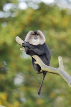 Bearded monkey or Wanderu (Macaca silenus) sits on a branch, captive, native to India