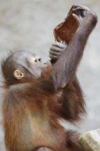 Bornean orangutan (Pongo pygmaeus), young animal drinking from a bottle, captive, occurring on