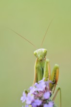 European mantis (Mantis religiosa), male, Haut-Rhin, Alsace, France