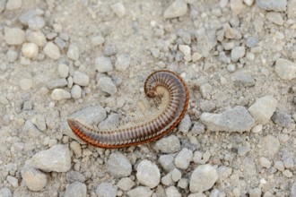 Sandstripe millipede or common two-stripe millipede (Ommatoiulus sabulosus), North